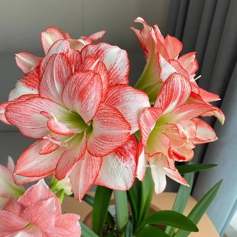 澳朱朱顶红球根北方姑娘湖滨园艺