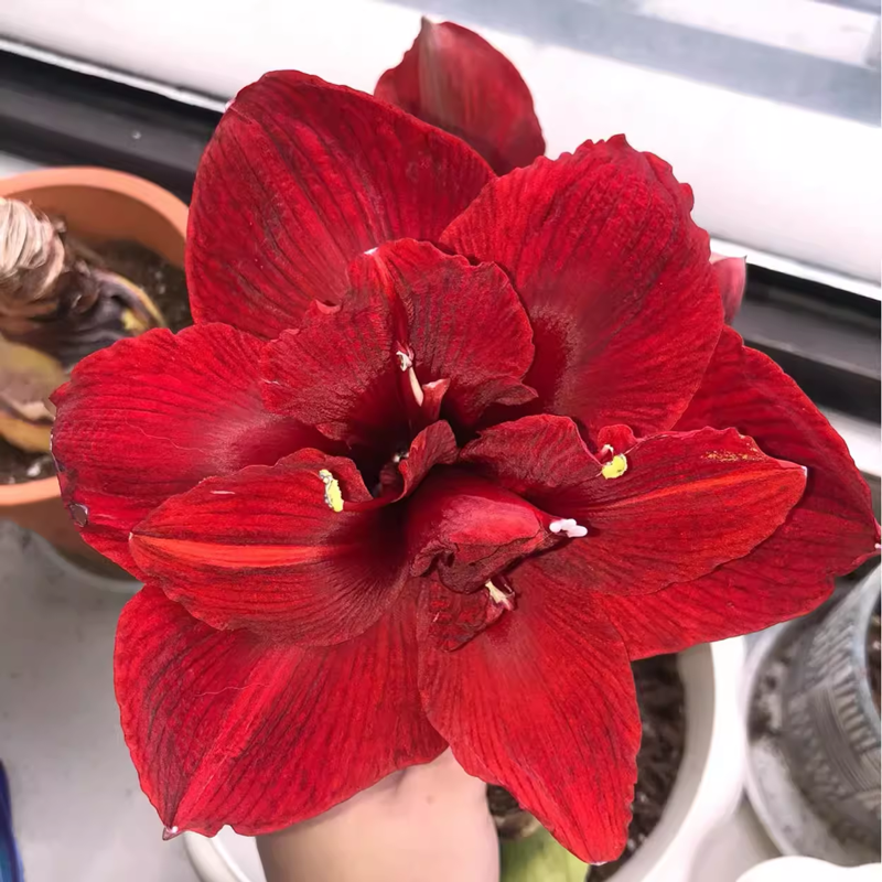 蒂卡女王秘鲁朱顶红湖滨园艺球根