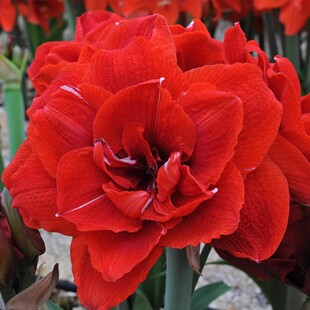 【湖滨园艺】樱桃妮芙 荷兰朱顶红孤挺花多年生球根花卉园阳露台