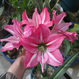 【湖滨园艺】九月玫瑰线 日本白肋朱顶红孤挺花多年生球根花卉