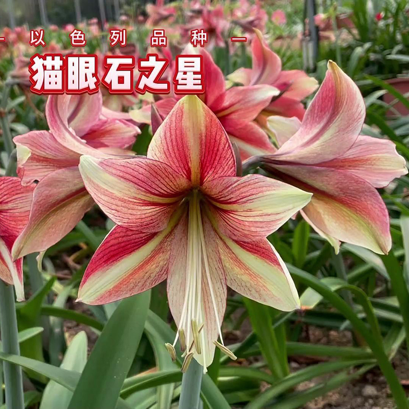 猫眼石之星以色列朱顶红湖滨园艺