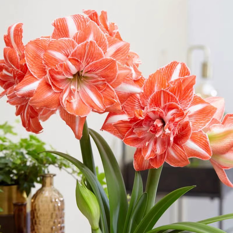 阳光少女荷兰洋朱朱顶红湖滨园艺