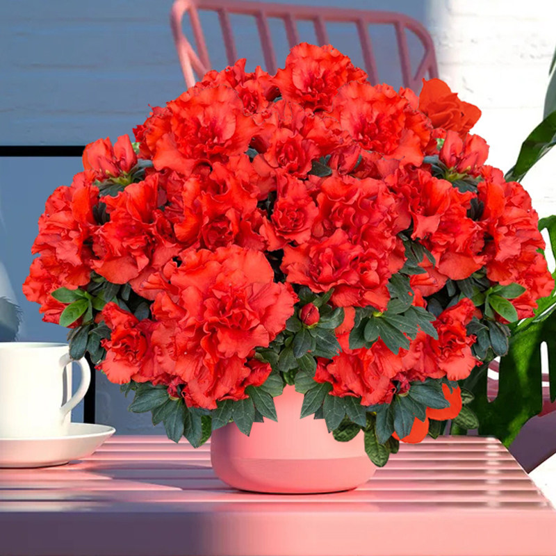 【湖滨园艺】国旗红 比利时西洋杜鹃多季开花庭院阳台露台花卉