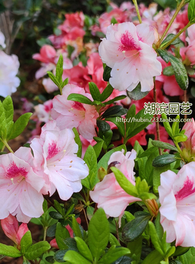 【夏日4折】白红月 东洋杜鹃 久留米杜鹃 花园阳台庭院开花灌木