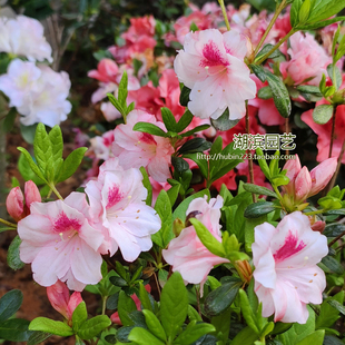 久留米杜鹃 东洋杜鹃 白红月 花园阳台庭院开花灌木 夏日4折