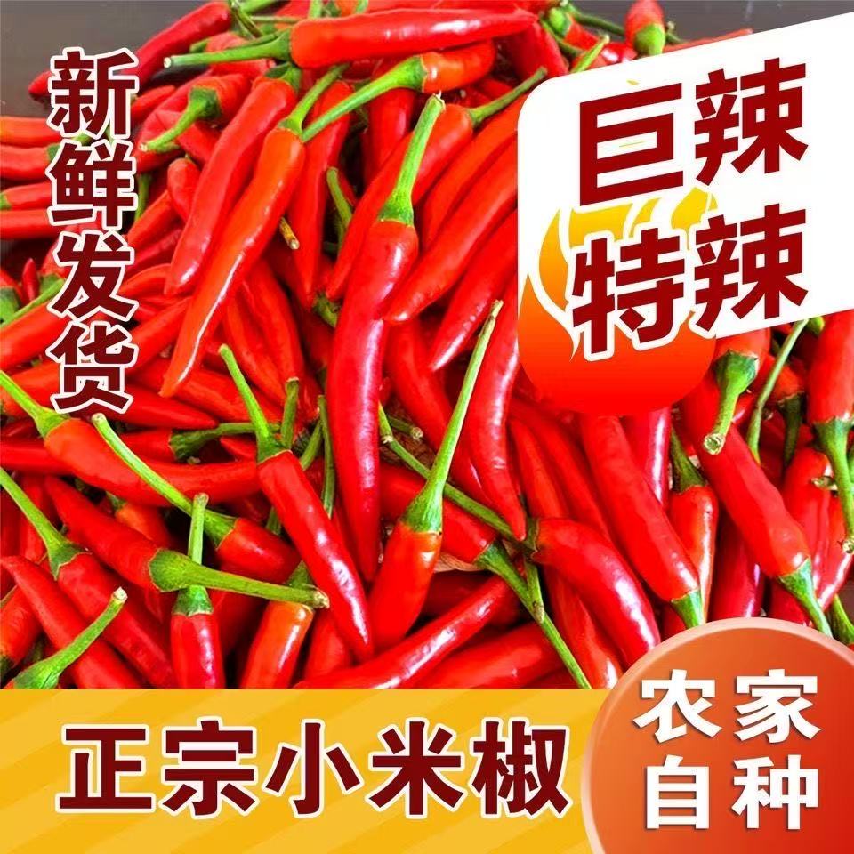 河南小米椒特辣新鲜现摘红辣椒当季蔬菜小米辣批发