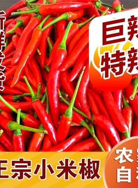 河南小米椒特辣新鲜现摘红辣椒当季蔬菜小米辣批发