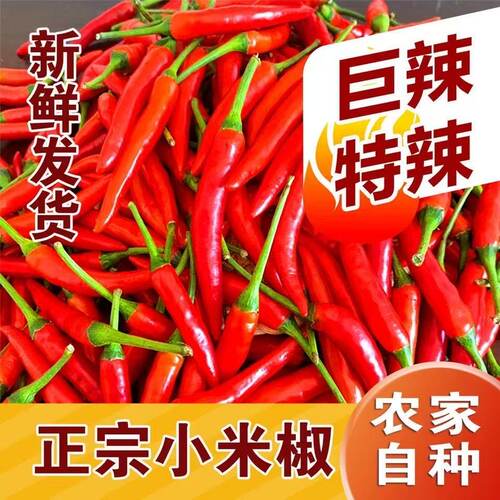 河南小米椒特辣新鲜现摘红辣椒当季蔬菜小米辣批发