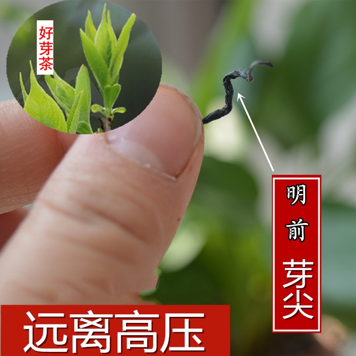 杜仲叶茶野生张家界正宗非杜仲雄花男女养生茶嫩芽尖杜仲500g-封面