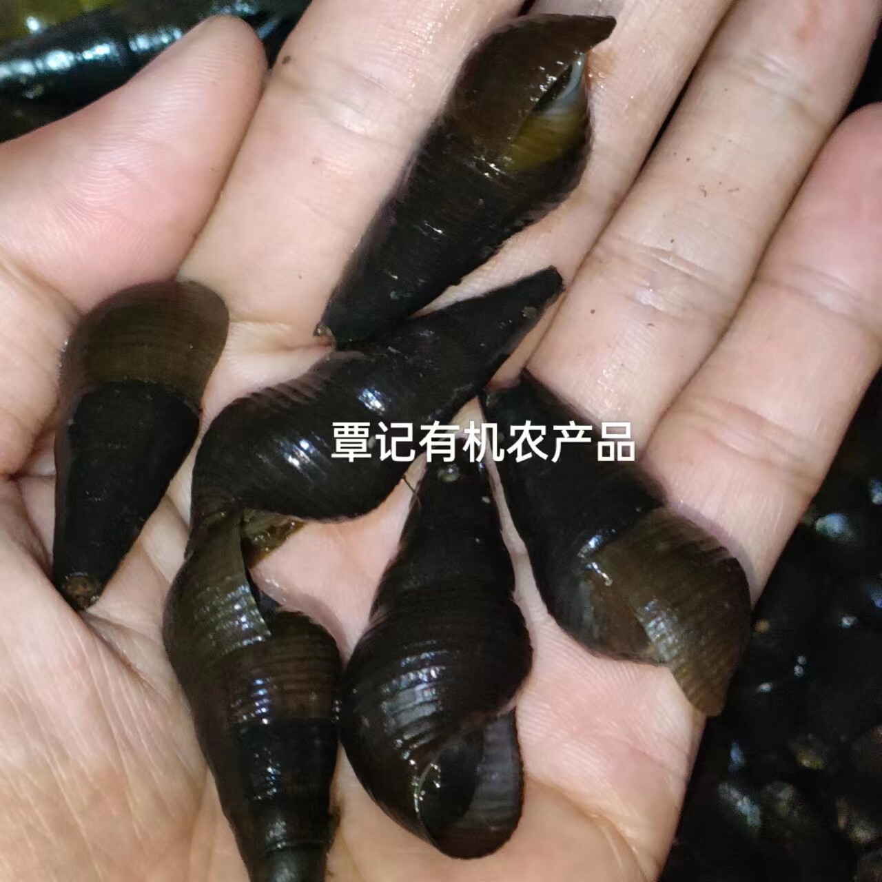 2斤 海南野生坑螺 小溪石螺 非田螺 淡水螺 新鲜 现抓现发 包活