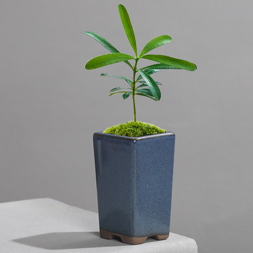紫砂多肉花盆陶瓷简约迷你绿植盆