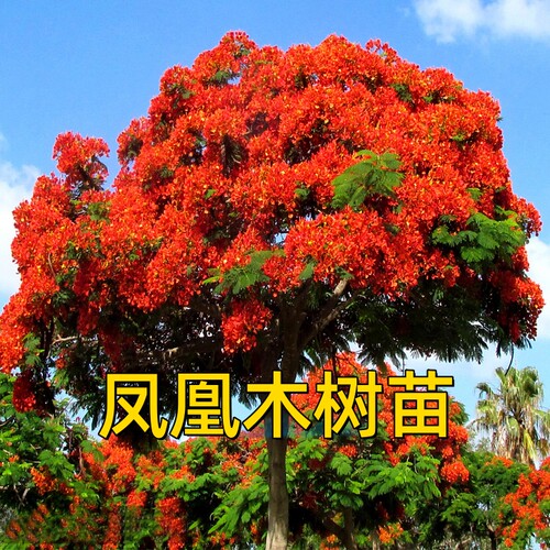 凤凰木树苗夏季开花红花楹蓝花楹