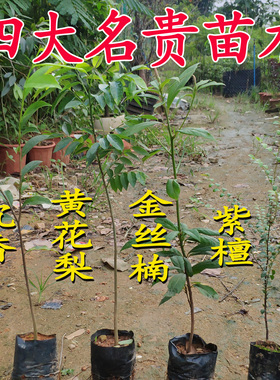 四大名贵苗木海南黄花梨金丝楠木树苗常绿植物沉香树苗小叶紫檀