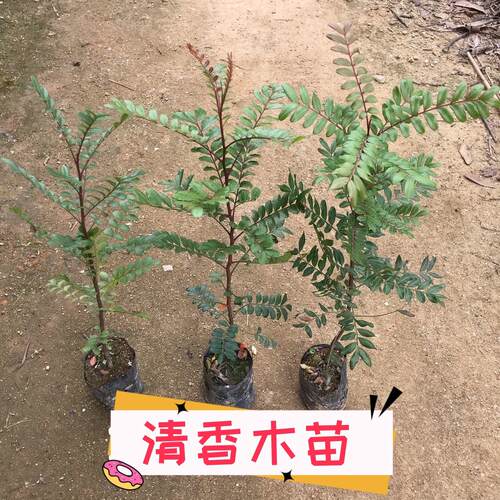 蓝花楹树苗珍稀名贵庭院绿植
