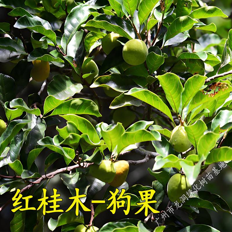 红桂木树苗庭院常绿果树行道绿化胭脂木苗狗果树将军龙鳞树苗包邮