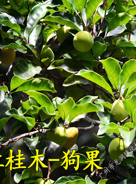 红桂木树苗庭院常绿果树