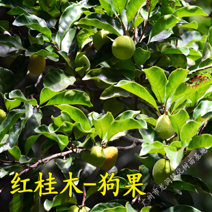 红桂木树苗庭院常绿果树行道绿化胭脂木苗狗果树将军龙鳞树苗包邮