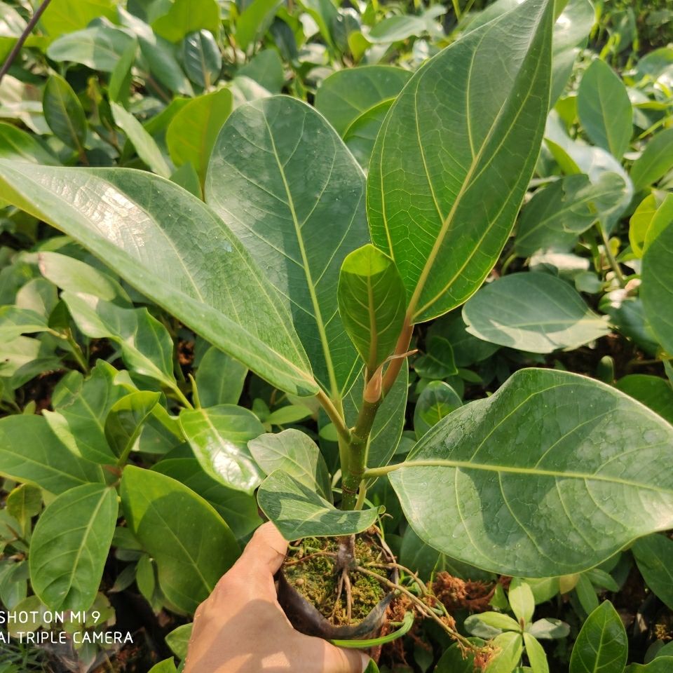 大叶榕树苗高山榕苗四季常青耐寒榕树观赏盆景苗室内盆栽绿植