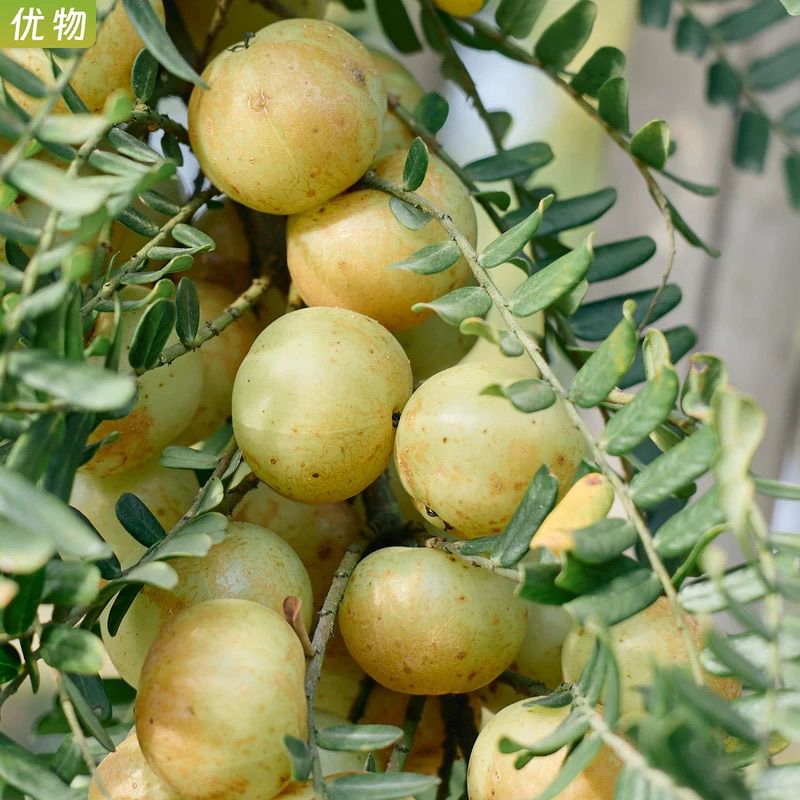 潮汕揭阳现摘甜种油柑果
