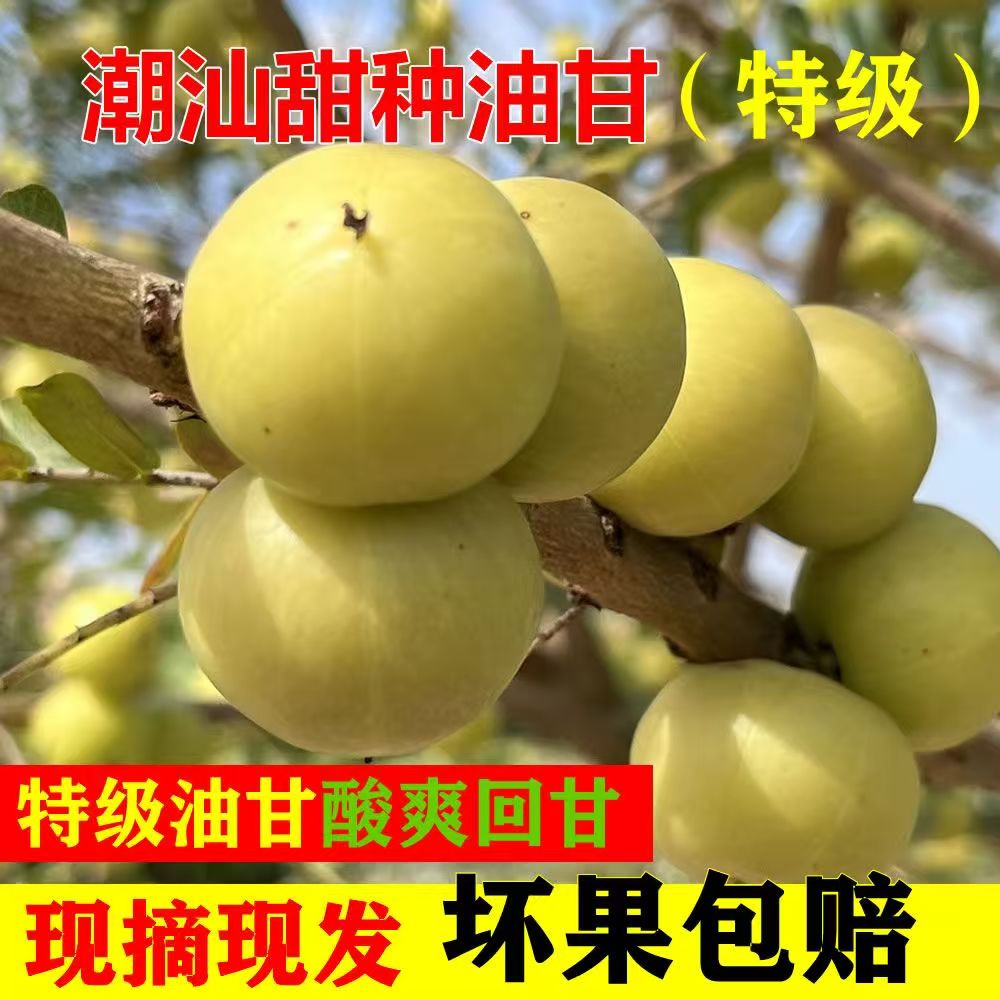 潮汕特产榨汁专用甜油甘果