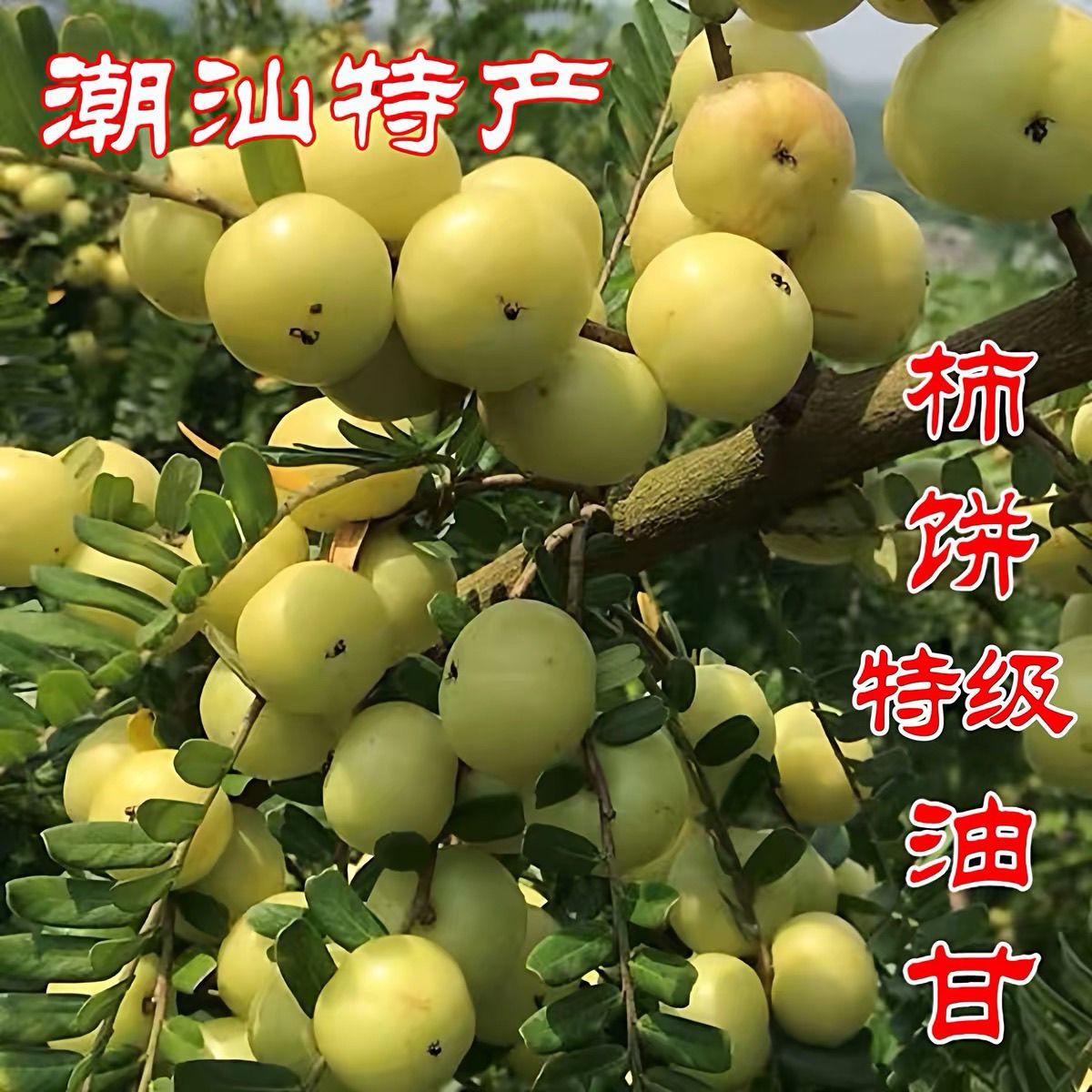 潮汕揭阳现摘甜种油柑果
