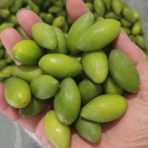 正宗潮汕当季现摘青橄榄回甘
