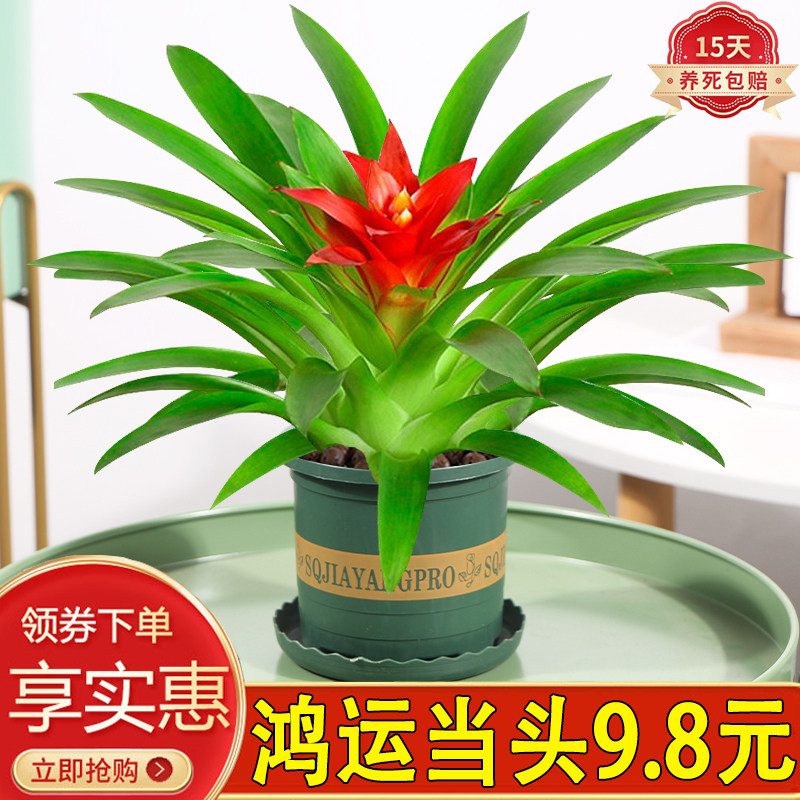 鸿运当头盆栽室内四季开花美观