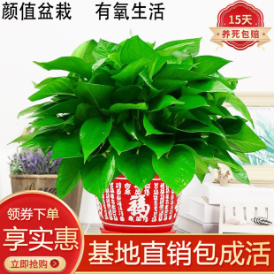 大叶长藤绿萝盆栽绿植花卉室内客厅陶瓷好养净化空气除甲醛防辐射