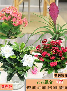 芦荟富贵竹红掌绿萝盆栽金钱发财树栀子白花卉文办公室内水培植物
