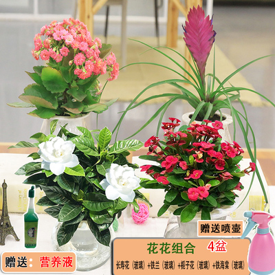 金钱发财树栀子花卉办公绿萝盆栽