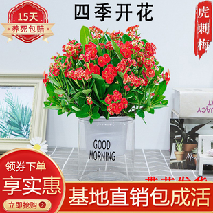 虎刺梅铁海棠水培盆栽绿植花卉室内客厅办公桌面好养四季开花观赏