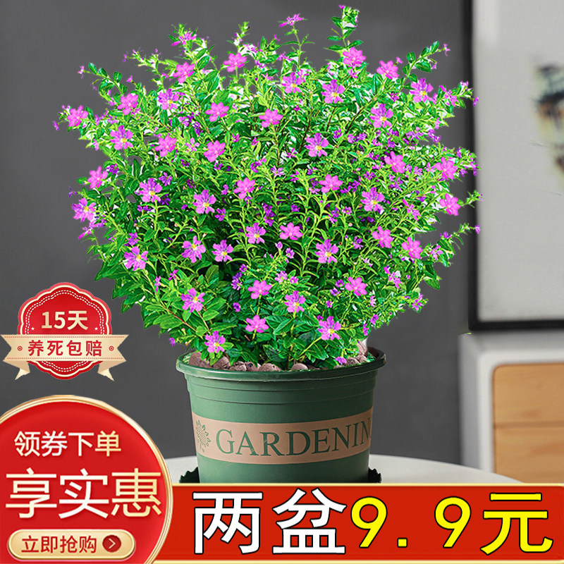 满天星花卉室内懒人好养花苞植物