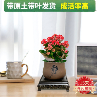 重瓣长寿花紫砂陶瓷盆四季开花带花苞桌面小盆栽好养活懒人吸水盆