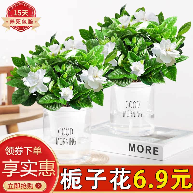 栀子花花卉室内四季常青带花苞
