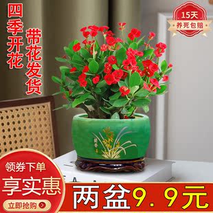 铁海棠盆栽绿植花卉陶瓷虎刺梅阳台室内好养活四季开花植物带花发