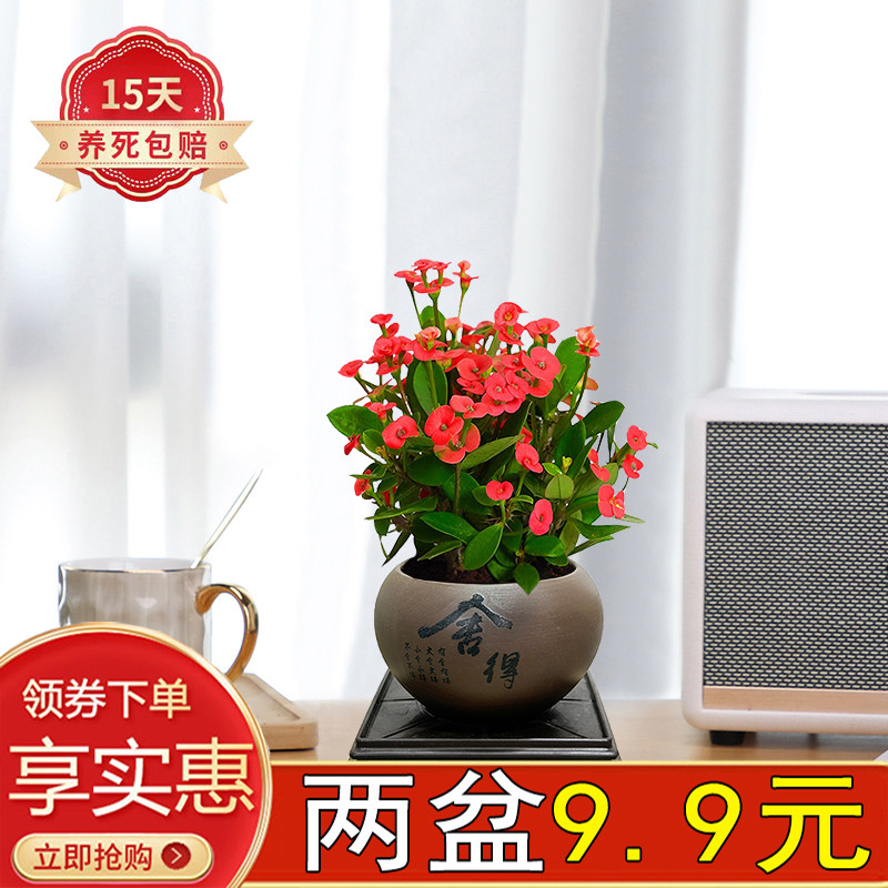 铁海棠窗边客厅四季开花陶瓷盆