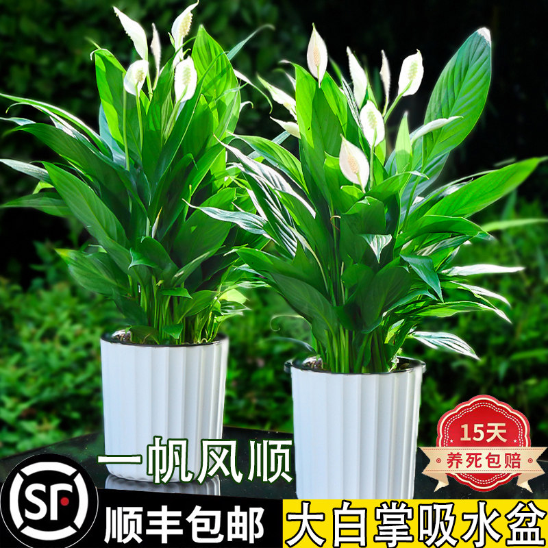 白掌盆栽绿植一帆风顺白鹤芋花卉室内客厅水培好养活美观带花发货