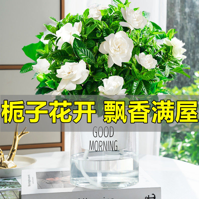 栀子花办公室客厅春季夏季吸水盆