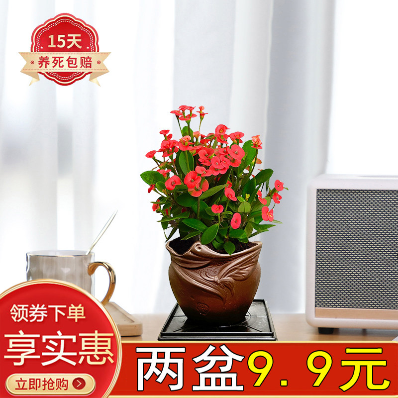 铁海棠客厅窗边四季开花陶瓷盆