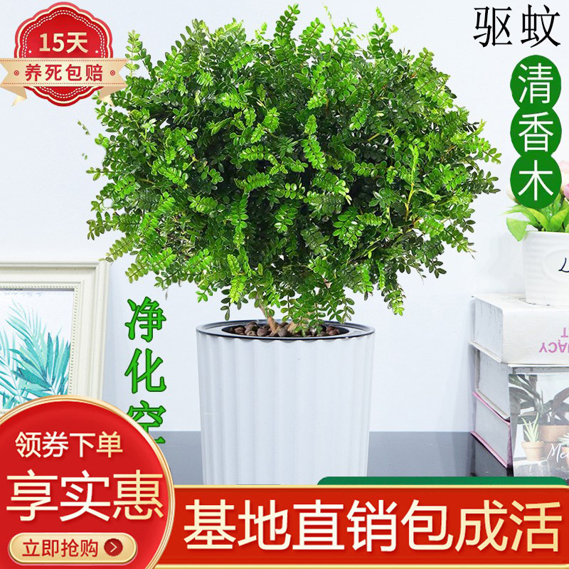 清香木室内客厅驱蚊除甲醛好养