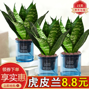 青叶虎耳兰盆栽绿植室内客厅好养易活美观四季常青净化空气虎皮兰