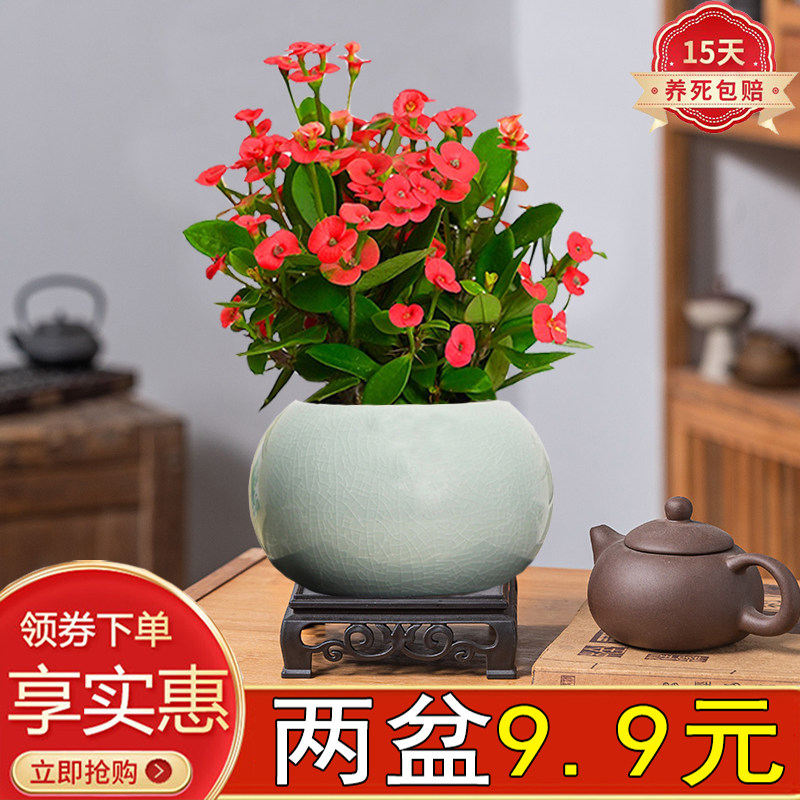 铁海棠花卉室内四季开花陶瓷好养
