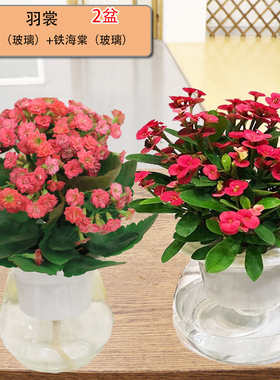 绿萝发财树栀子花富贵竹水培植物白红掌吊兰花卉盆栽鲜花办公室养