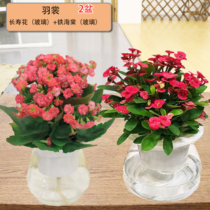 绿萝发财树栀子花富贵竹水培植物白红掌吊兰花卉盆栽鲜花办公室养