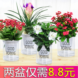 绿萝盆栽室内水培养办公室内发财树栀子白栀子花卉富贵竹吸甲醛