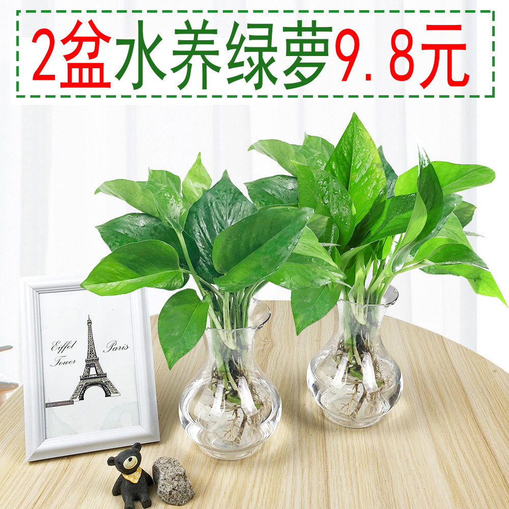 水培绿萝套装大叶绿萝水养殖花卉绿箩盆栽四城市档案统治阶层皮带