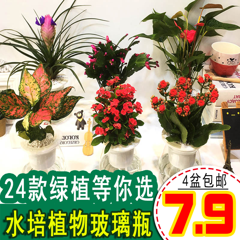 綠蘿發財樹梔子花富貴竹水培植物白紅掌吊蘭花卉盆栽鮮花辦公室養