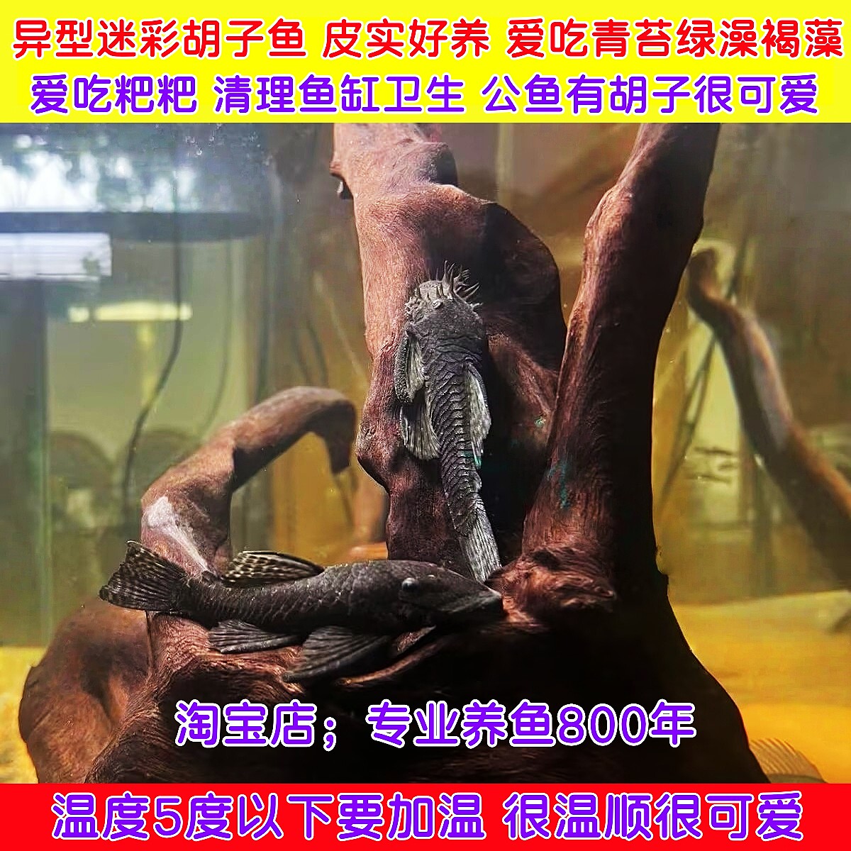 异型迷彩鱼除藻工具鱼清道夫好养