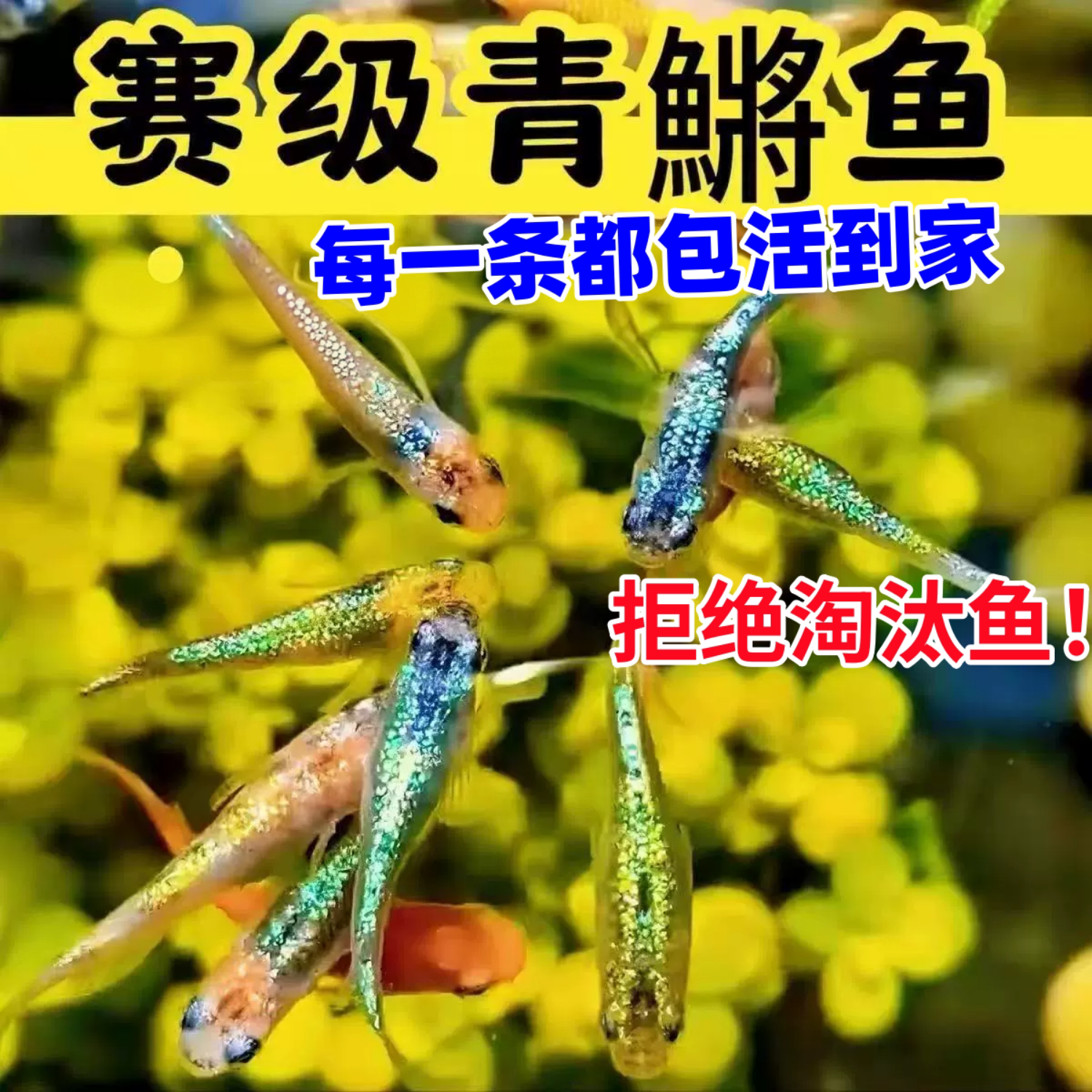 精品观背青鳉鱼生态缸观赏鱼送饲料好养耐活小鱼青锵鱼小型冷水鱼