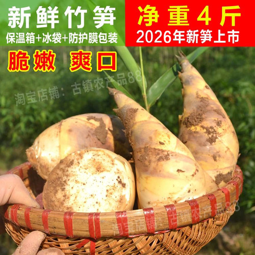2026年现挖新鲜竹笋马蹄笋去老根